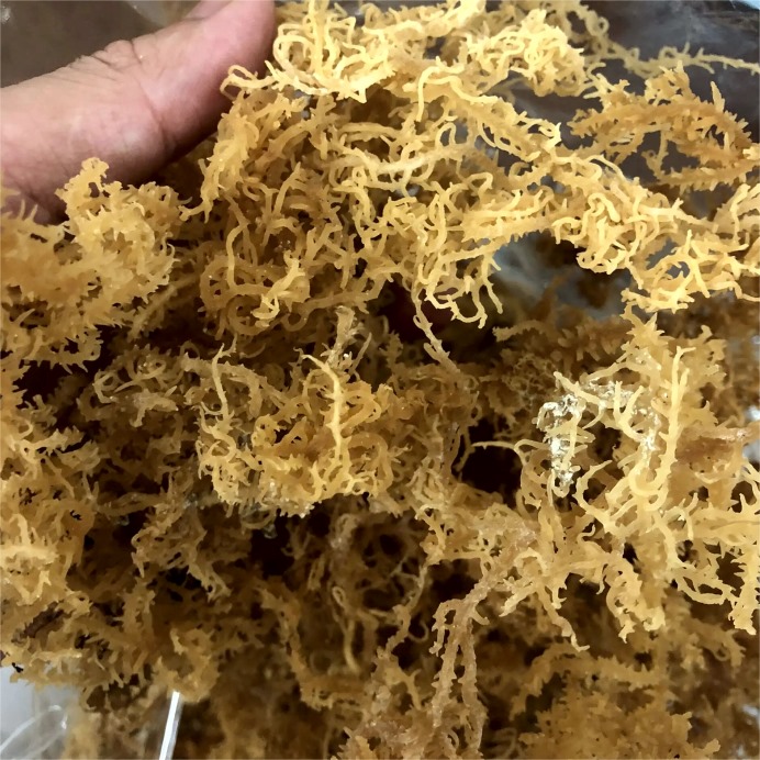 Eucheuma Cottonii products 2