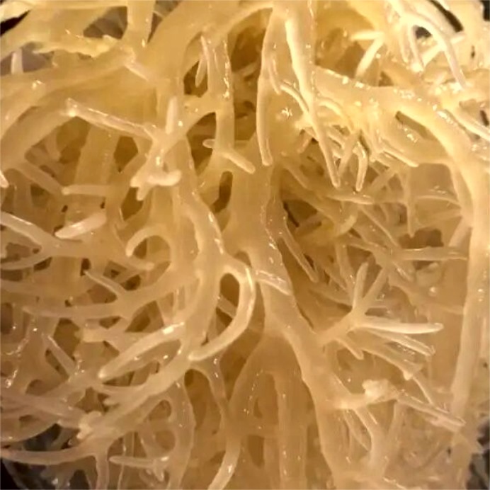 Eucheuma Cottonii products