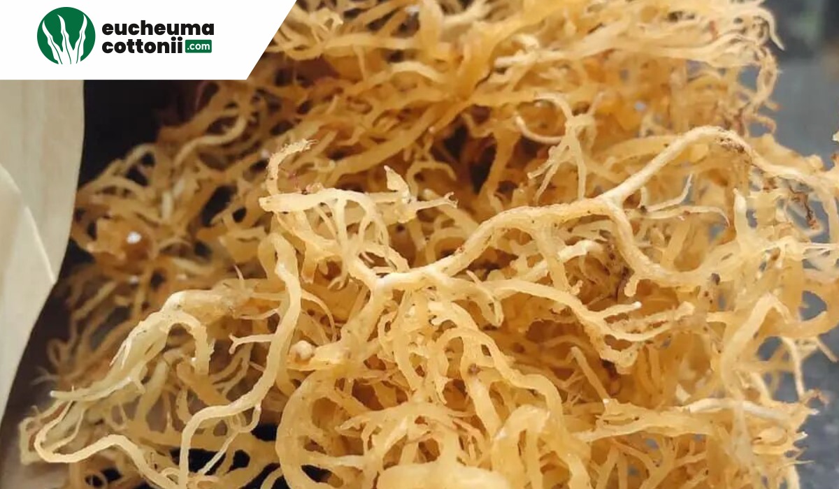 Indonesia Eucheuma Cottonii Supplier