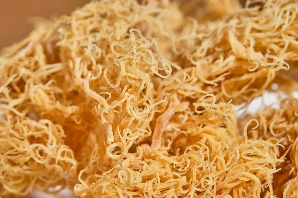 Market Potential of Eucheuma Cottonii