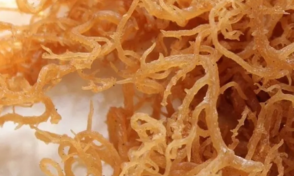 South Korea Eucheuma Cottonii Supplier [2025]