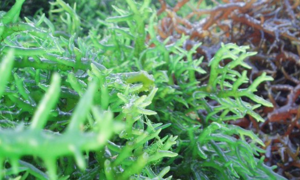 Eucheuma Cottonii China Supplier [2025]