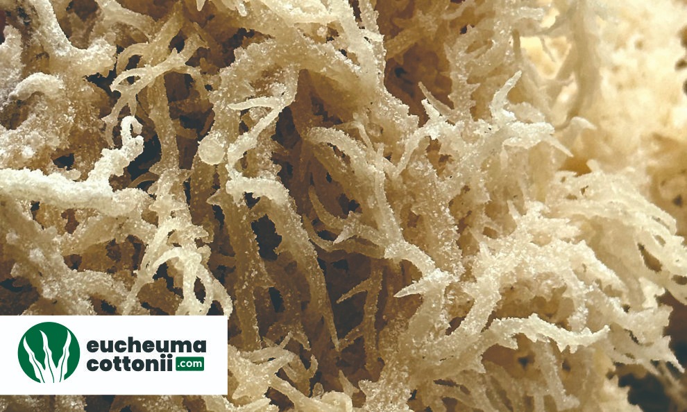 Eucheuma Cottonii Denmark Supplier – Premium Seaweed Exporter