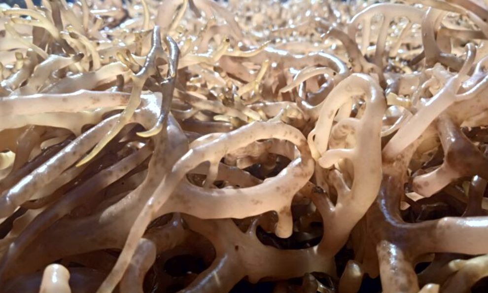 Philippines Supplier Eucheuma Cottonii [2025]