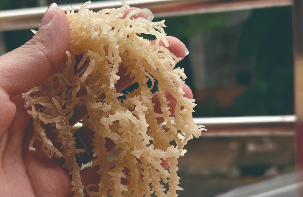 Why Choose Us Cottonii Denmark Supplier