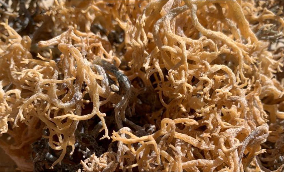 Choose Eucheuma Cottonii from Malaysia