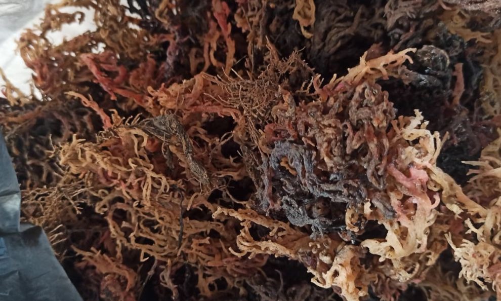 Eucheuma Cottonii Malaysia Supplier: The Best Source for High-Quality Seaweed