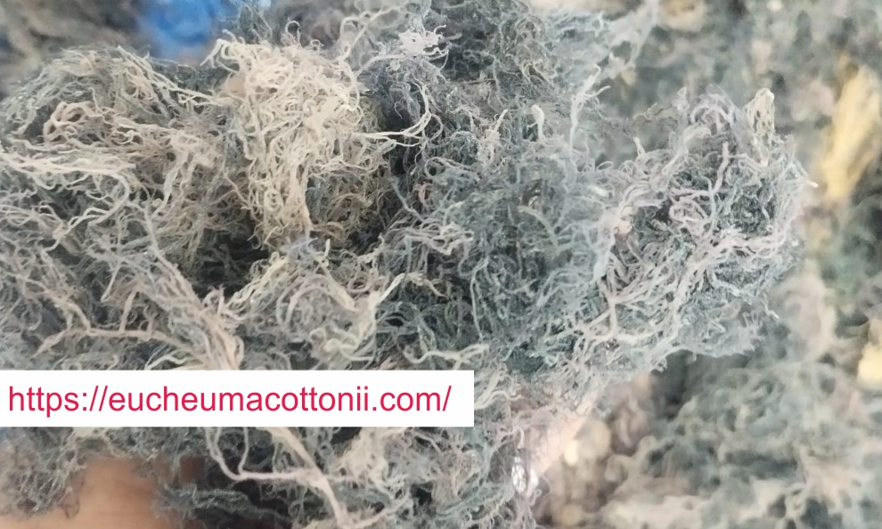 10 Powerful Benefits of Gracilaria Seaweed for a Healthier Life