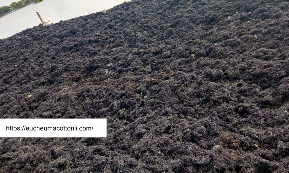 Gracilaria Seaweed Explained: How This Red Algae Boosts Immunity and Detoxifies Your Diet