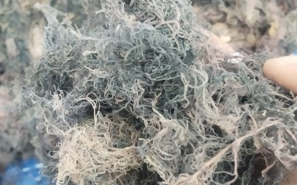 Indonesia Dried Gracilaria Seaweed Supplier