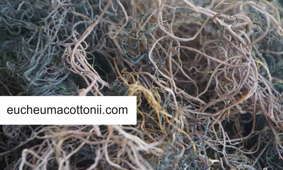 Unlocking the Nutritional Power of Gracilaria Seaweed: A Superfood for Weight Loss and Wellness