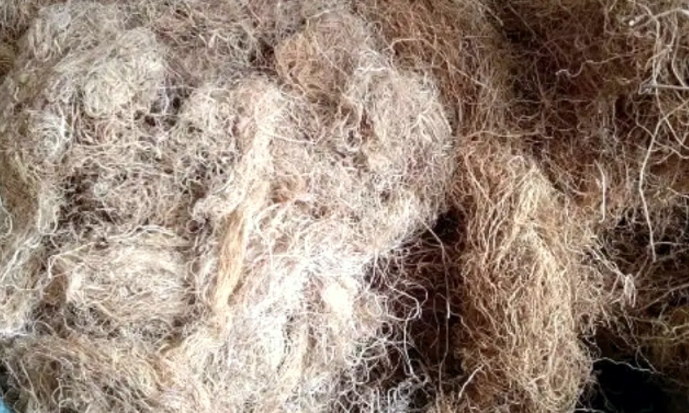 Gracilaria Seaweed 101: Top Health Benefits and How to Incorporate It into Your Daily Meals