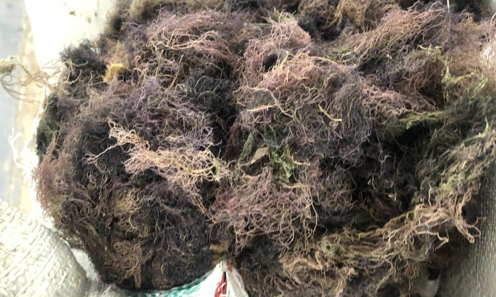 Why Adding Gracilaria Seaweed to Your Diet Can Transform Your Skin, Energy, and Overall Health