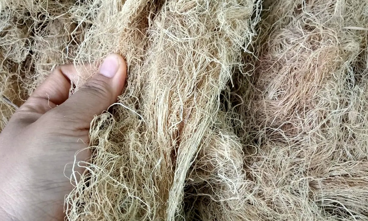 The Ultimate Guide to Gracilaria Seaweed: Health Benefits, Nutritional Facts, and Easy Recipes