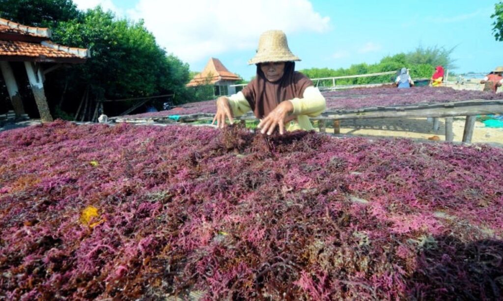 Characteristics of Gracilaria