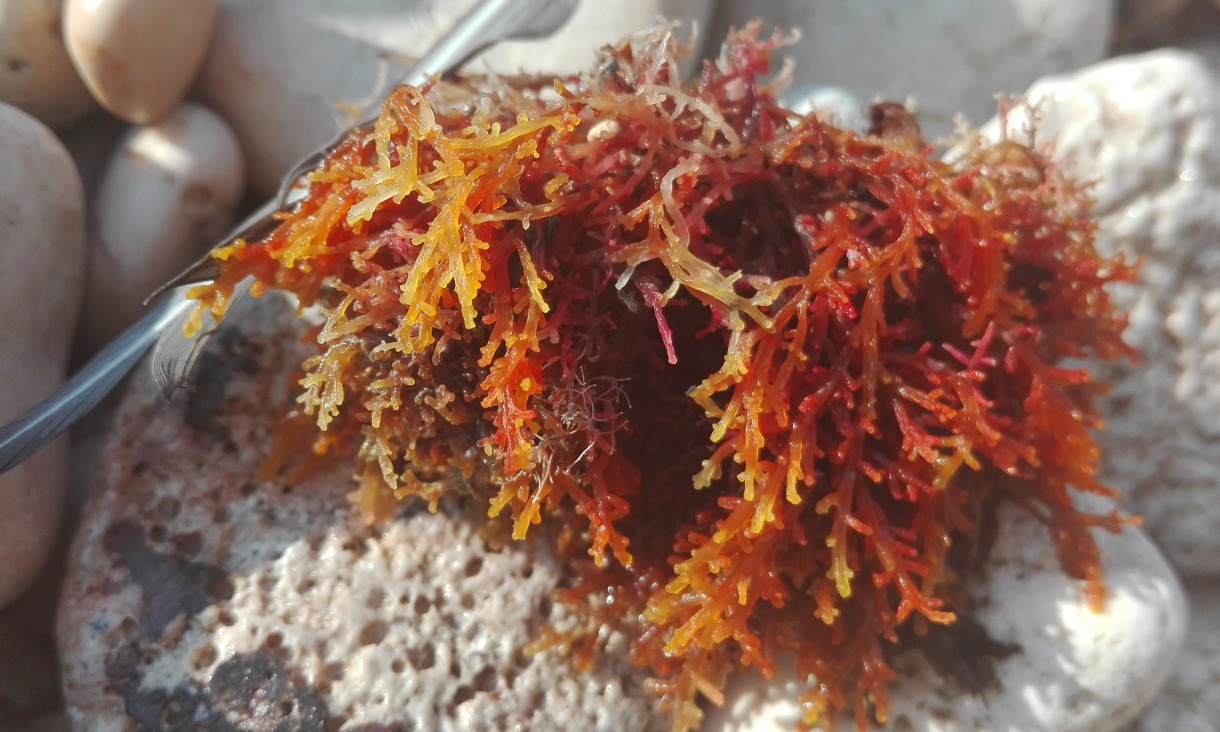 Gracilaria: A Source of Raw Materials for Environmentally Friendly Bioethanol & Bioplastics