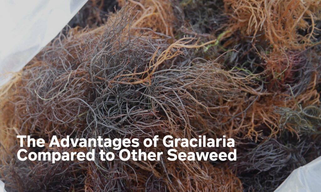 The Advantages of Gracilaria Compared to Other Seaweed