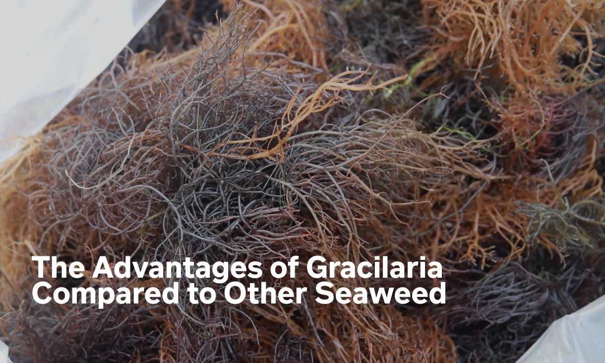 The Advantages of Gracilaria Compared to Other Seaweed: Nutritional Content and Benefits
