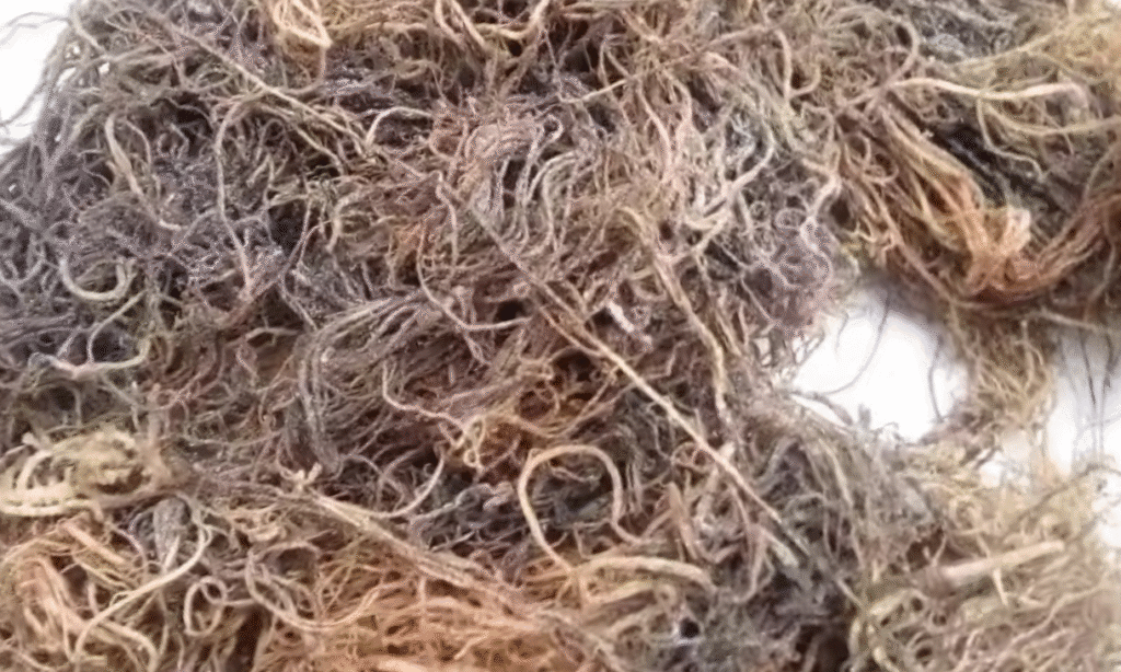 Gracilaria Seaweed Uses