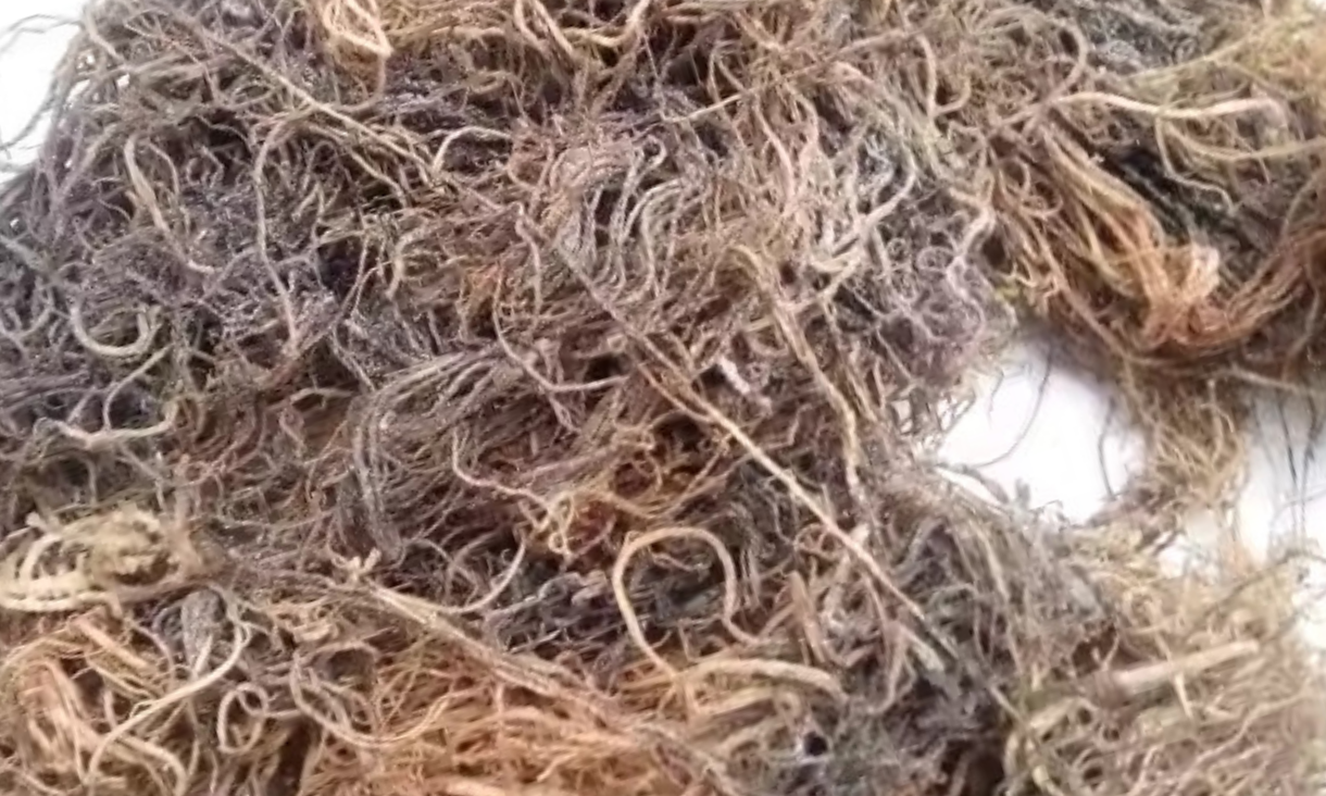 Gracilaria Seaweed Uses: From Agar Extraction to Skincare | Comprehensive Guide