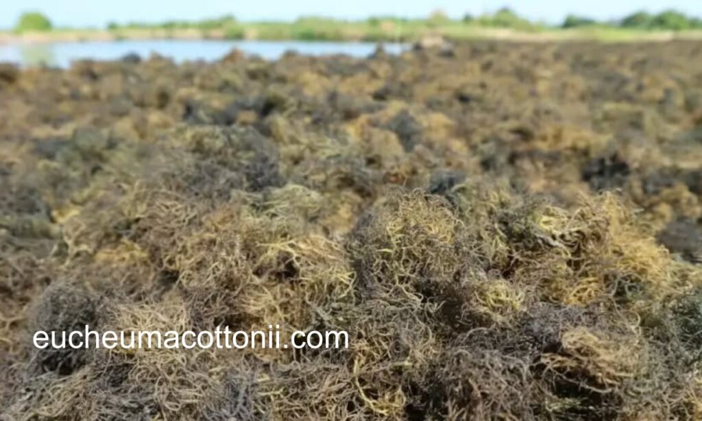Marketing Strategies for Gracilaria Seaweed