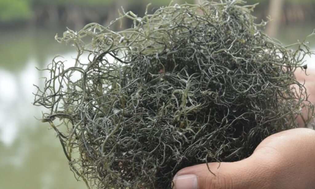 Gracilaria Farming in South Korea