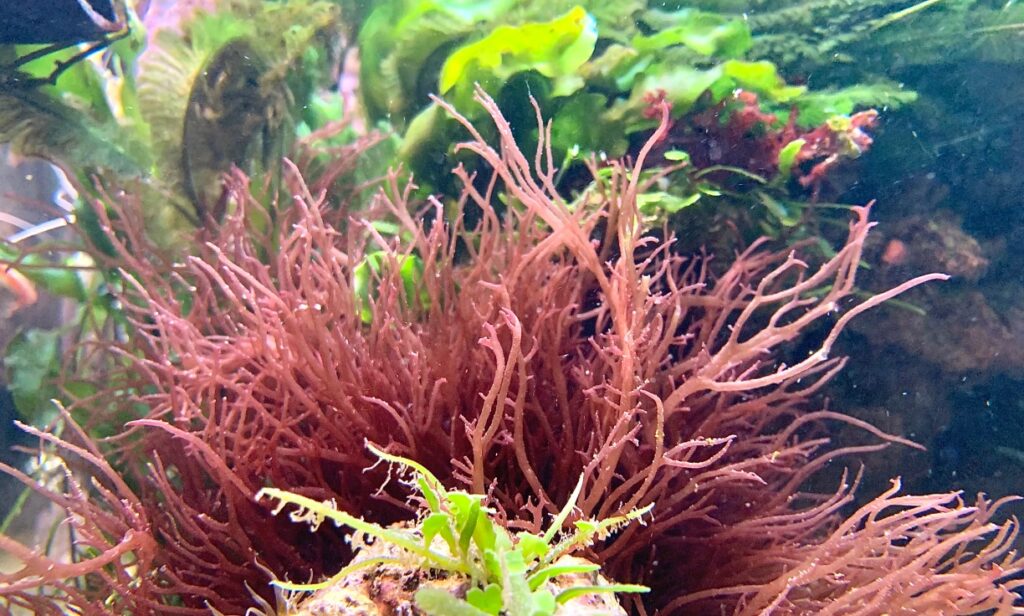 Gracilaria Seaweed Be Used as a Cosmetic