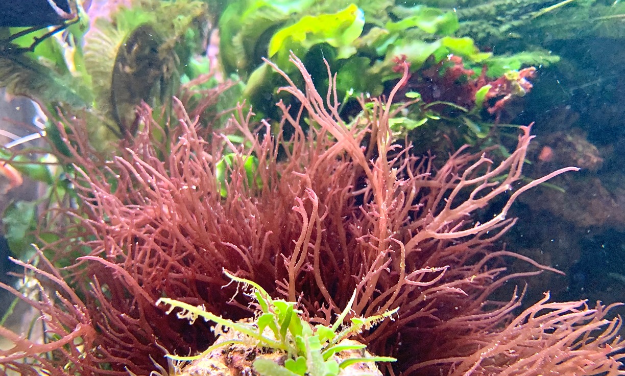 Can Gracilaria Seaweed Be Used as a Cosmetic?