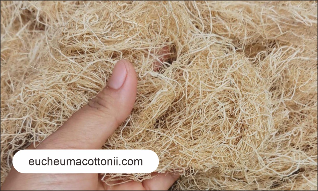 The Cultural and Culinary Role of Gracilaria in Korea: From Traditional Dishes to Modern Food Trends