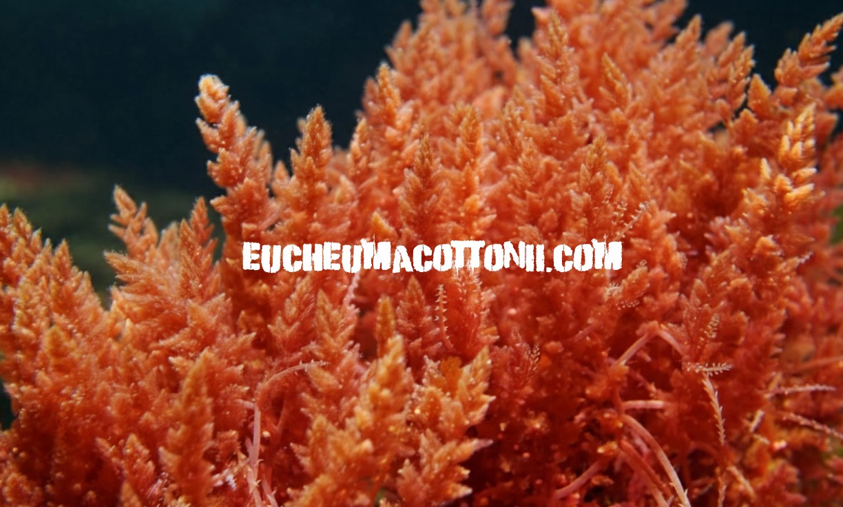 Agar from Gracilaria: Korea’s Uses in Food, Pharma, and Cosmetics