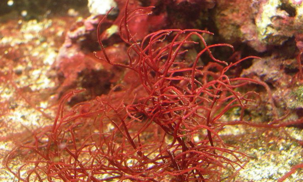 From Sea to Table: The Nutritional Value and Uses of Gracilaria in Korean Cuisine