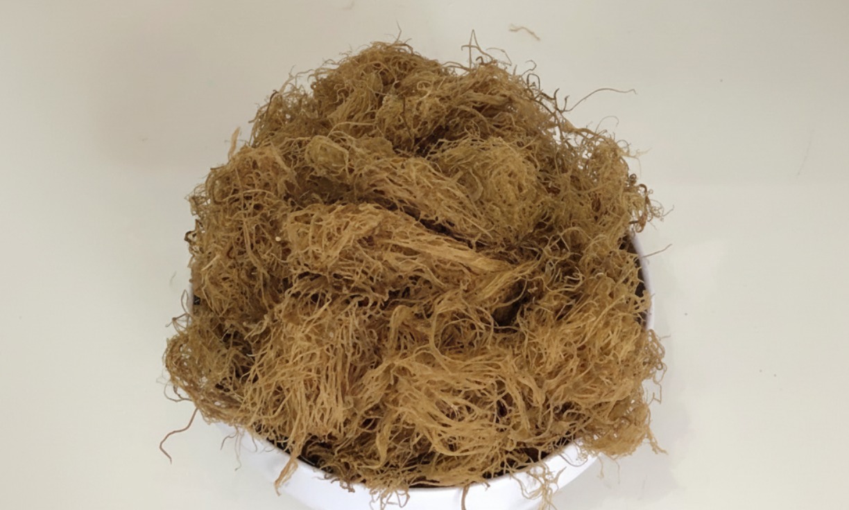 Why Gracilaria Matters to Korea’s Blue Economy: Sustainability, Jobs, and Coastal Communities