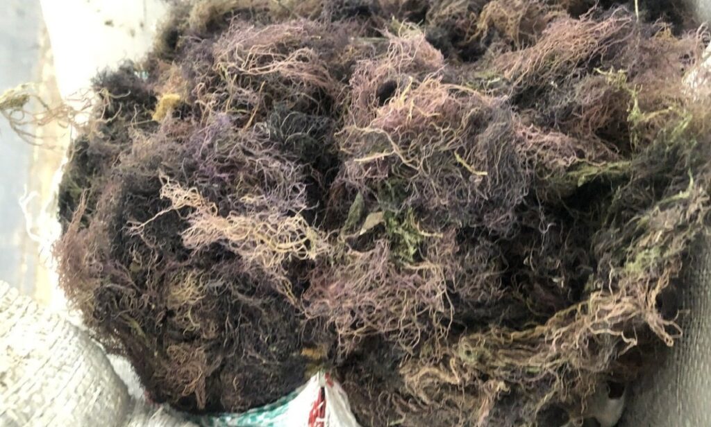 Gracilaria Aquaculture