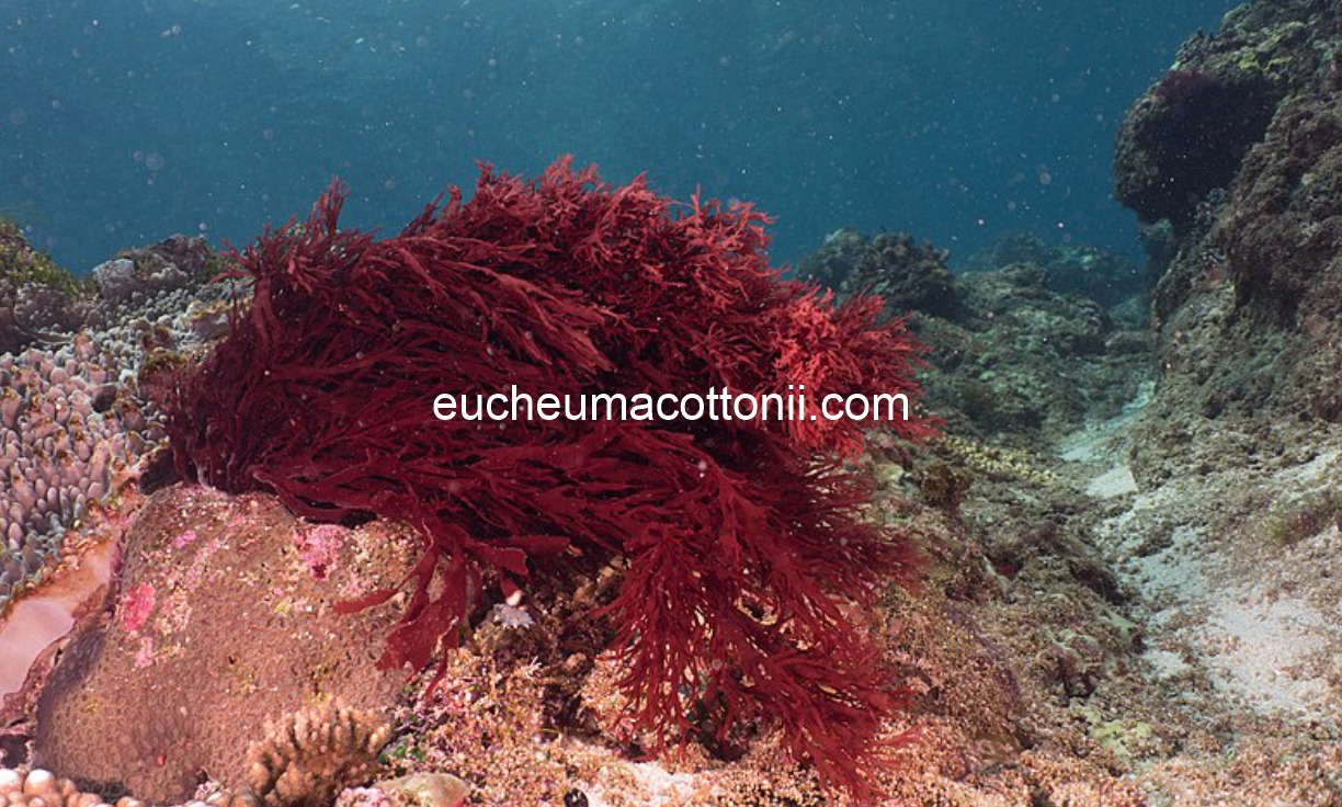 How Gracilaria Contributes to Coastal Ecosystem Services in South Korea