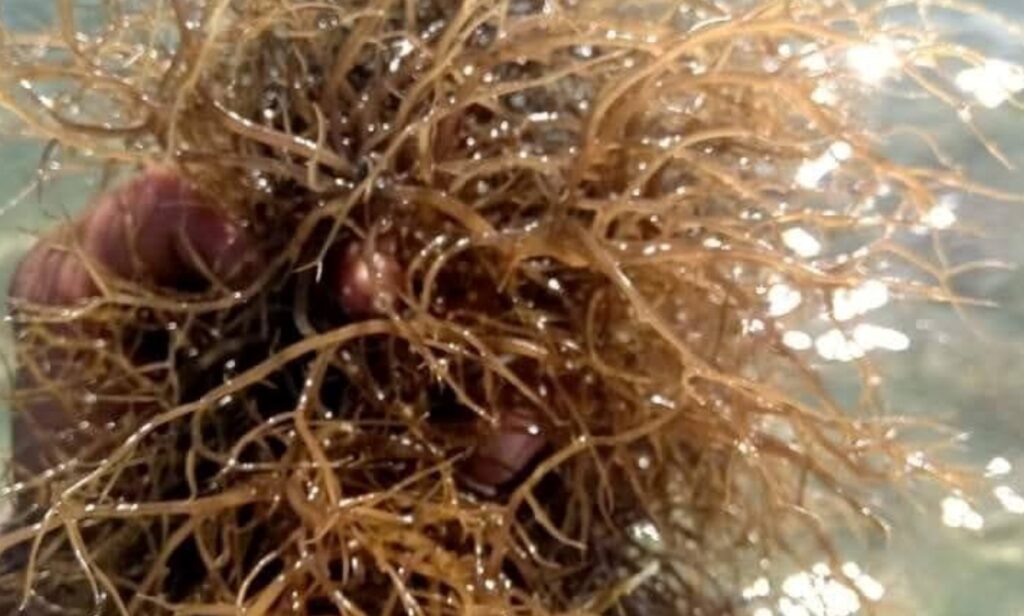 Scientific Advances in Gracilaria Research