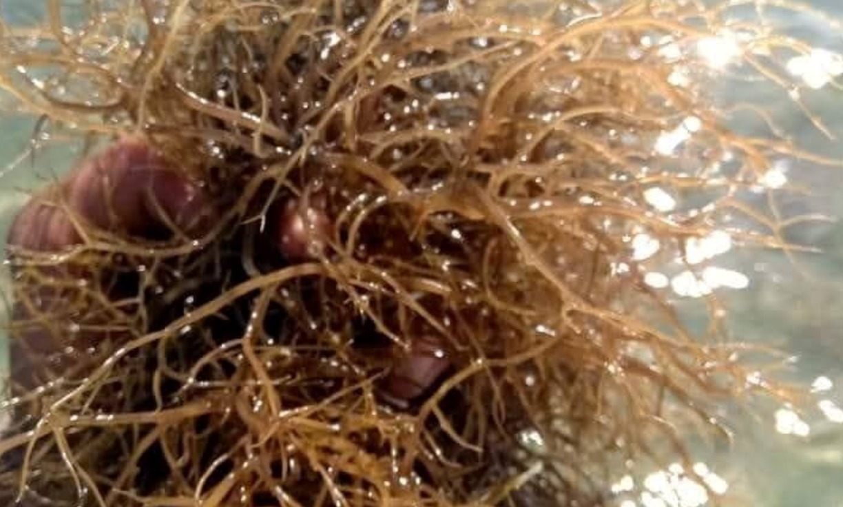 Scientific Advances in Gracilaria Research: Korean Studies on Bioactive Compounds and Applications