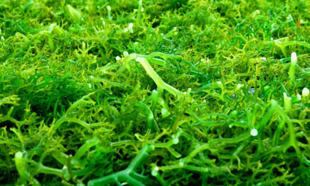 Carrageenan from Eucheuma cottonii