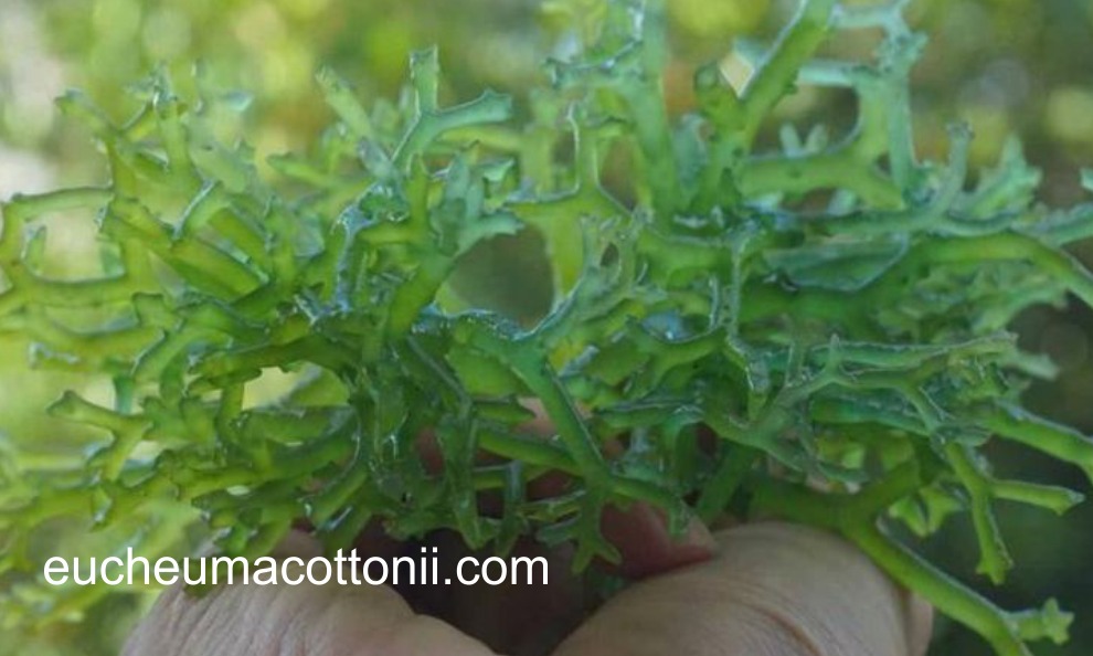 Eucheuma cottonii Farming Guide