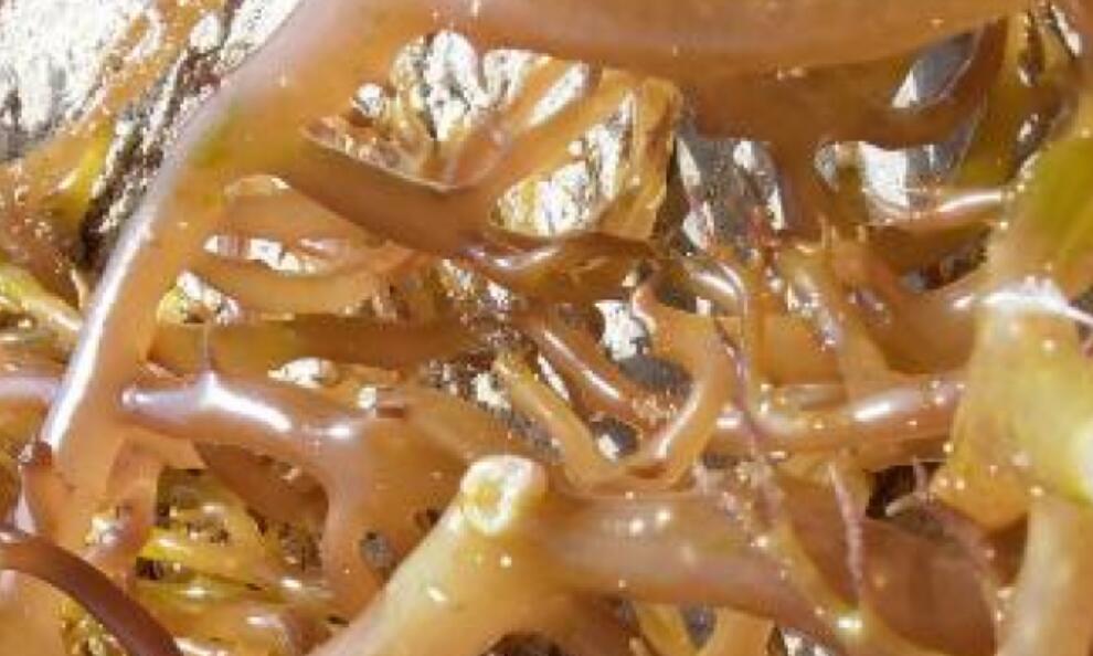 Top 10 Best Practices for Eucheuma cottonii Seaweed Cultivation