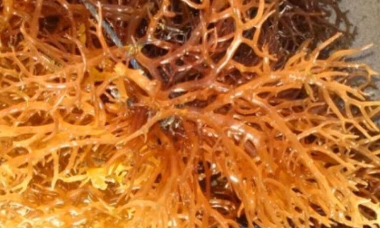 Eucheuma Cottonii: Key Raw Material for Global Carrageenan