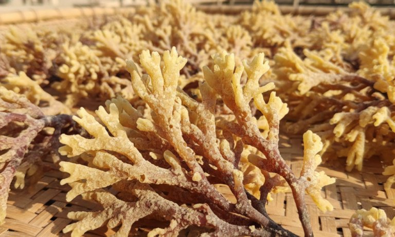 Eucheuma Cottonii: Uses in Commercial Carrageenan Output