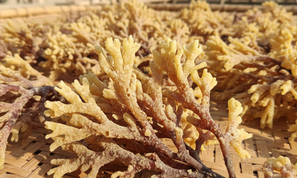 Industrial Applications of Eucheuma Cottonii in Carrageenan Production