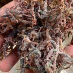 Why Eucheuma Cottonii Dominates the Carrageenan Supply Chain Worldwide