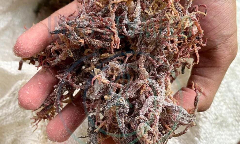 Why Eucheuma Cottonii Dominates the Carrageenan Supply Chain Worldwide