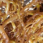 Eucheuma Cottonii Market Trends and Industrial Uses in Food and Pharmaceuticals