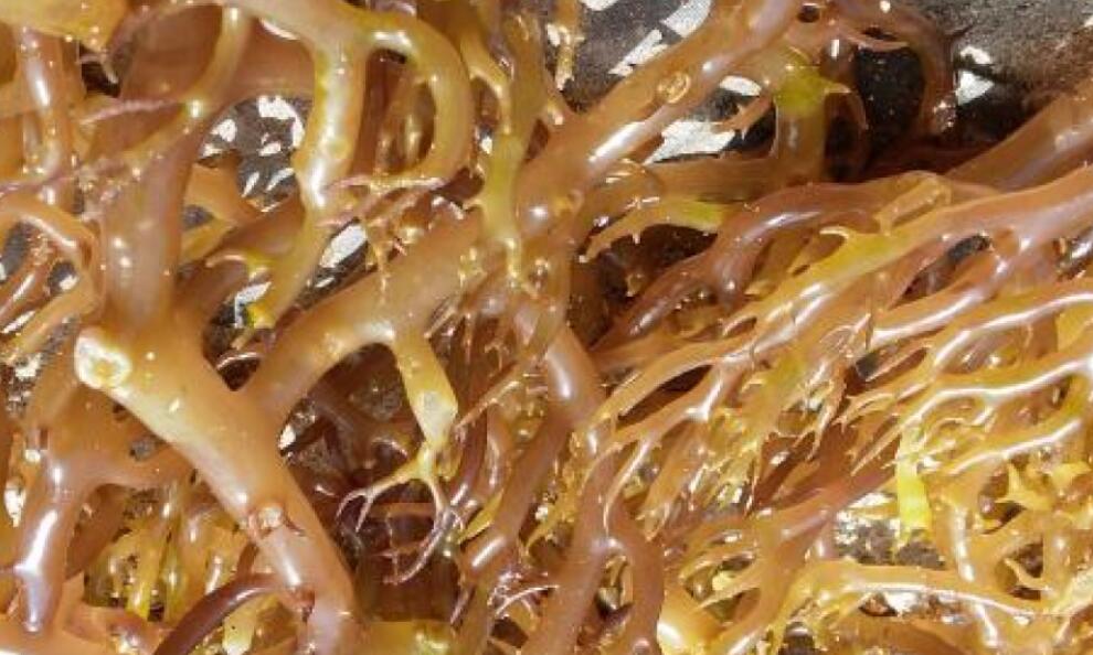 Eucheuma Cottonii Market Trends and Industrial Uses in Food and Pharmaceuticals