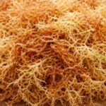 Eucheuma Cottonii as a Sustainable Resource for Industrial Carrageenan Manufacturing