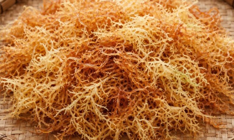Cottonii Seaweed: Sustainable Carrageenan Manufacturing