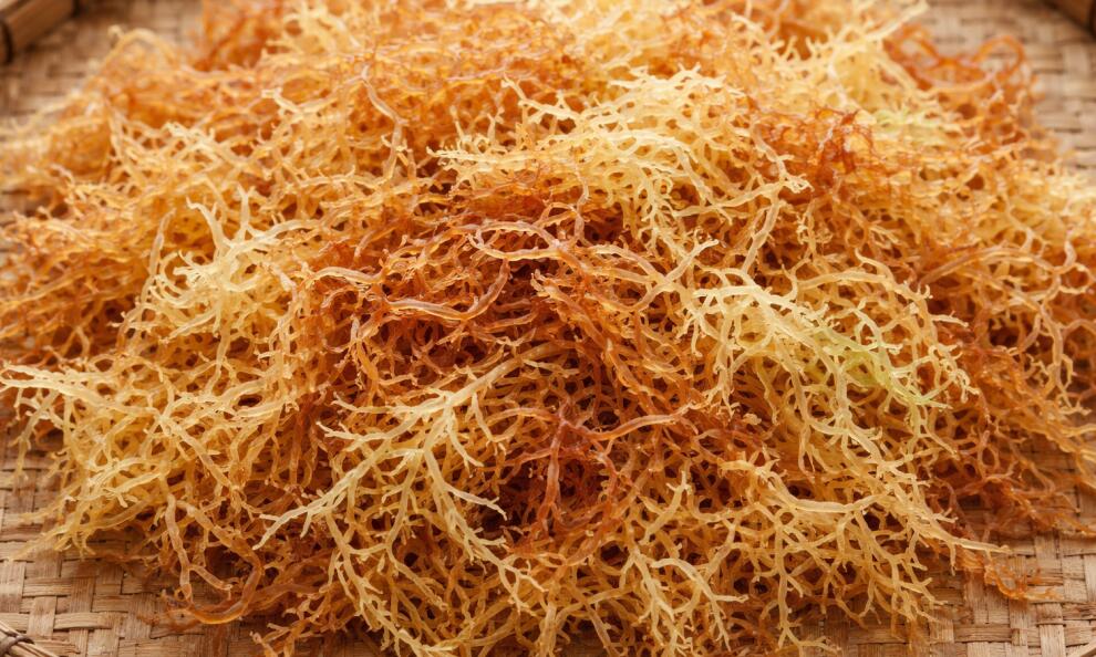 Eucheuma Cottonii as a Sustainable Resource for Industrial Carrageenan Manufacturing