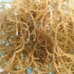 From Farm to Factory: Eucheuma cottonii in the Carrageenan Industry